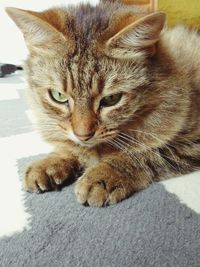 Close-up portrait of cat resting on floor