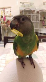 Close-up of parrot perching on hand