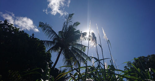 Low angle view of palm trees against clear blue sky