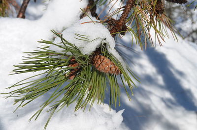 Close-up of snow covered pine cones