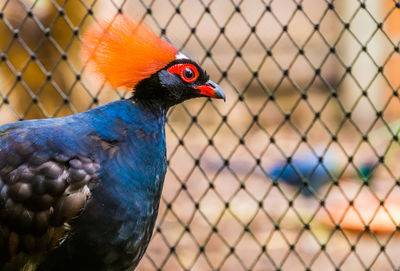 Close-up of parrot in cage