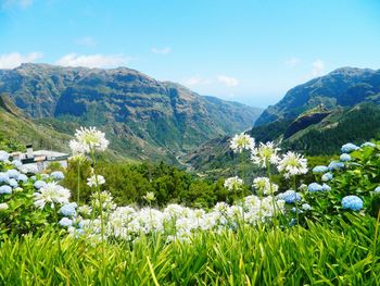 Scenic view of green landscape