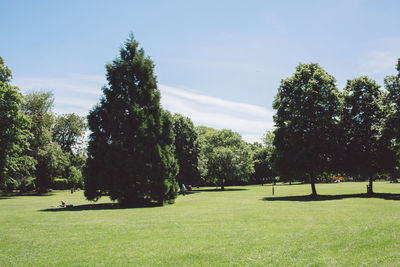 Trees on grassy field in park