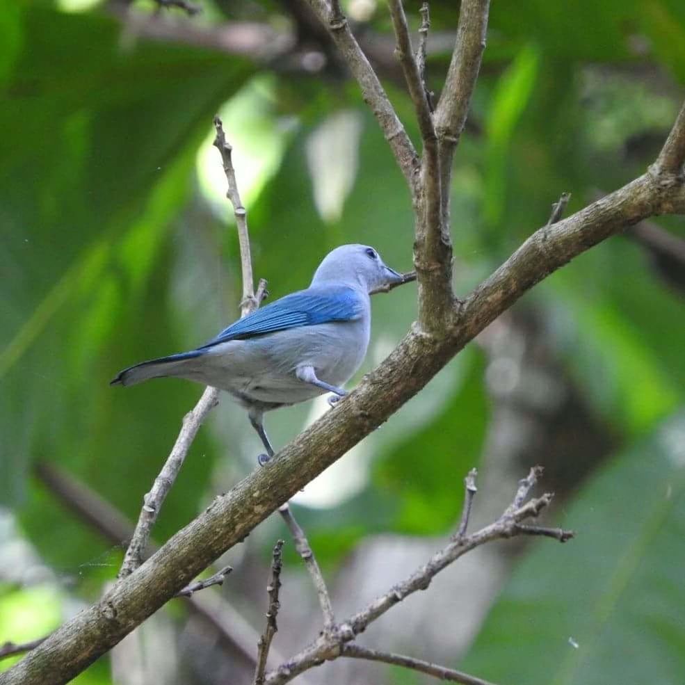 bird, animal wildlife, animals in the wild, one animal, nature, animal themes, perching, songbird, beauty in nature, no people, outdoors, day