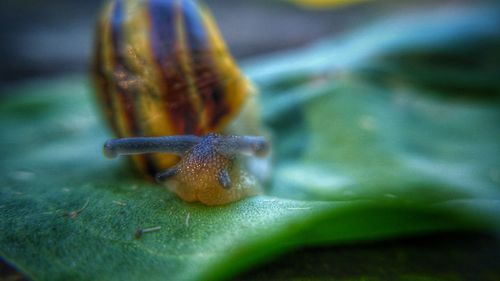 Close-up of insect on leaf