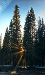 Trees in forest during winter