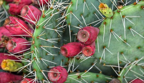 Close-up of cactus growing on plant