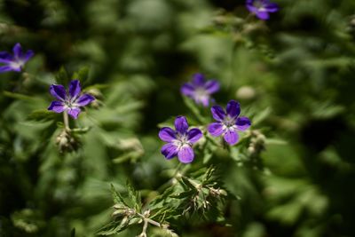 Close-up of purple flowering plant