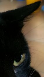 Close-up of cat
