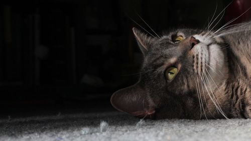 Close-up of cat on floor