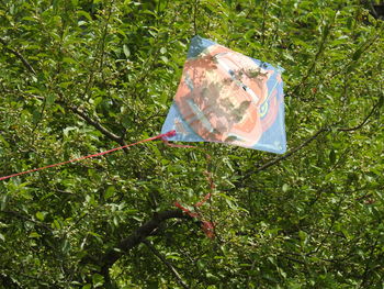 Close-up of green tree on grass