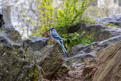 Bird perching on rock