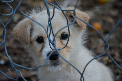 Close-up portrait of dog