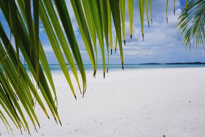 Leaves of palm tree against sky