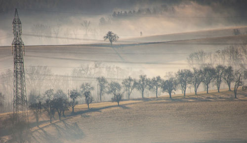 Trees on field against sky