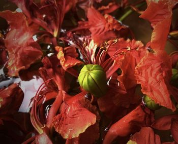 Close-up of red flowering plant