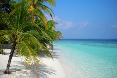 Palm tree by sea against sky