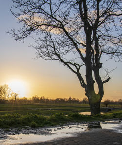 Bare tree on landscape against sky during sunset