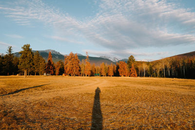 Trees on field against sky