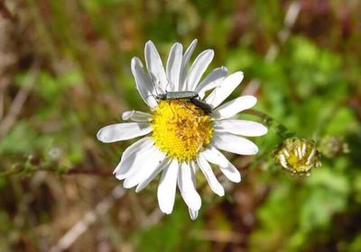 Close-up of bee pollinating on daisy flower