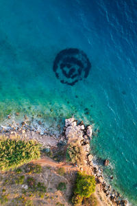 High angle view of coral in sea