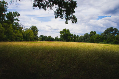 Scenic view of field against sky