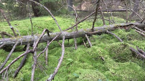 Close-up of tree in forest