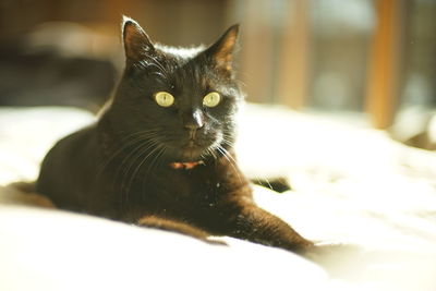 Portrait of young black cat