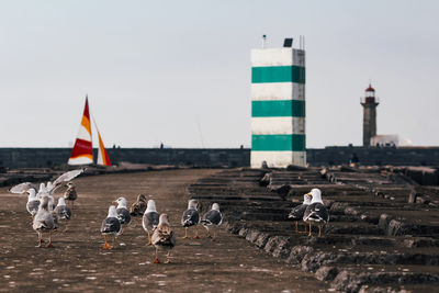 Seagulls walking on lighthouse path