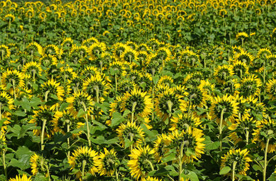 Yellow flowers growing in field