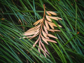 Close-up of pine tree