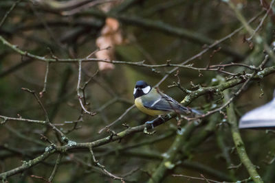 Close-up of bird perching on branch