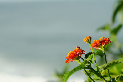 Close-up of flowers against the sky