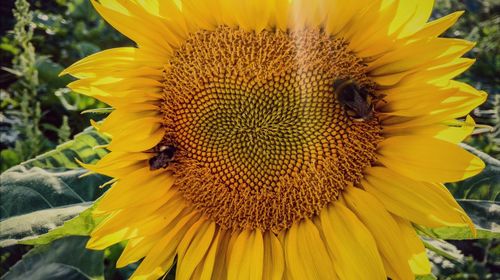 Close-up of bee on sunflower