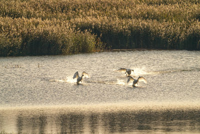 Birds in a lake