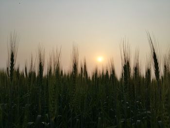 Panoramic view of grass against sky during sunset