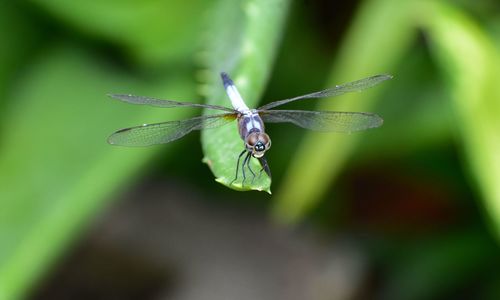 Close-up of damselfly on plant