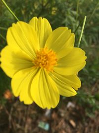 Close-up of yellow flower blooming in field