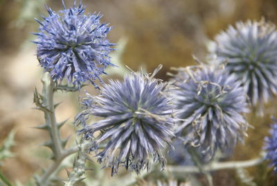 Close-up of purple flowering plant on field