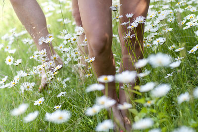 Ox-eye daisies and human feet, close-up