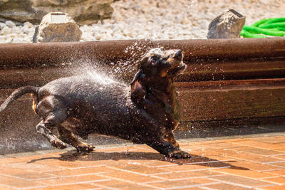 View of dog drinking water