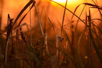 Close-up of dry plants on field during sunset