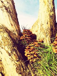 Low angle view of tree trunk against sky