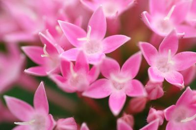 Close-up of pink flowers blooming at park