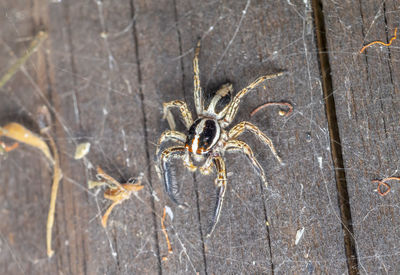 Close-up of spider on web