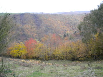 Scenic view of trees on mountain against clear sky