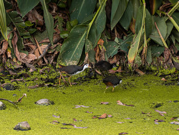 High angle view of a bird on field