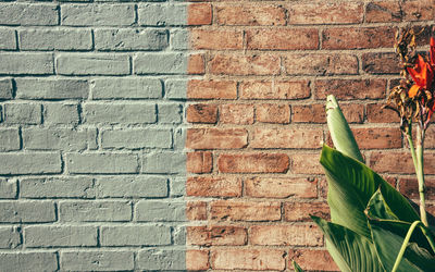 Plant growing on brick wall