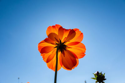 Low angle view of orange flower against clear blue sky