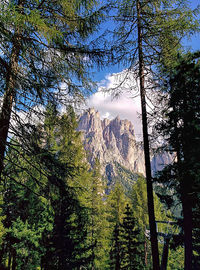 Pine trees in forest against sky